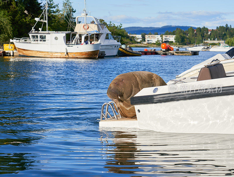 挪威Bærum, Snarøya，一只正在快艇上放松的海象Freya